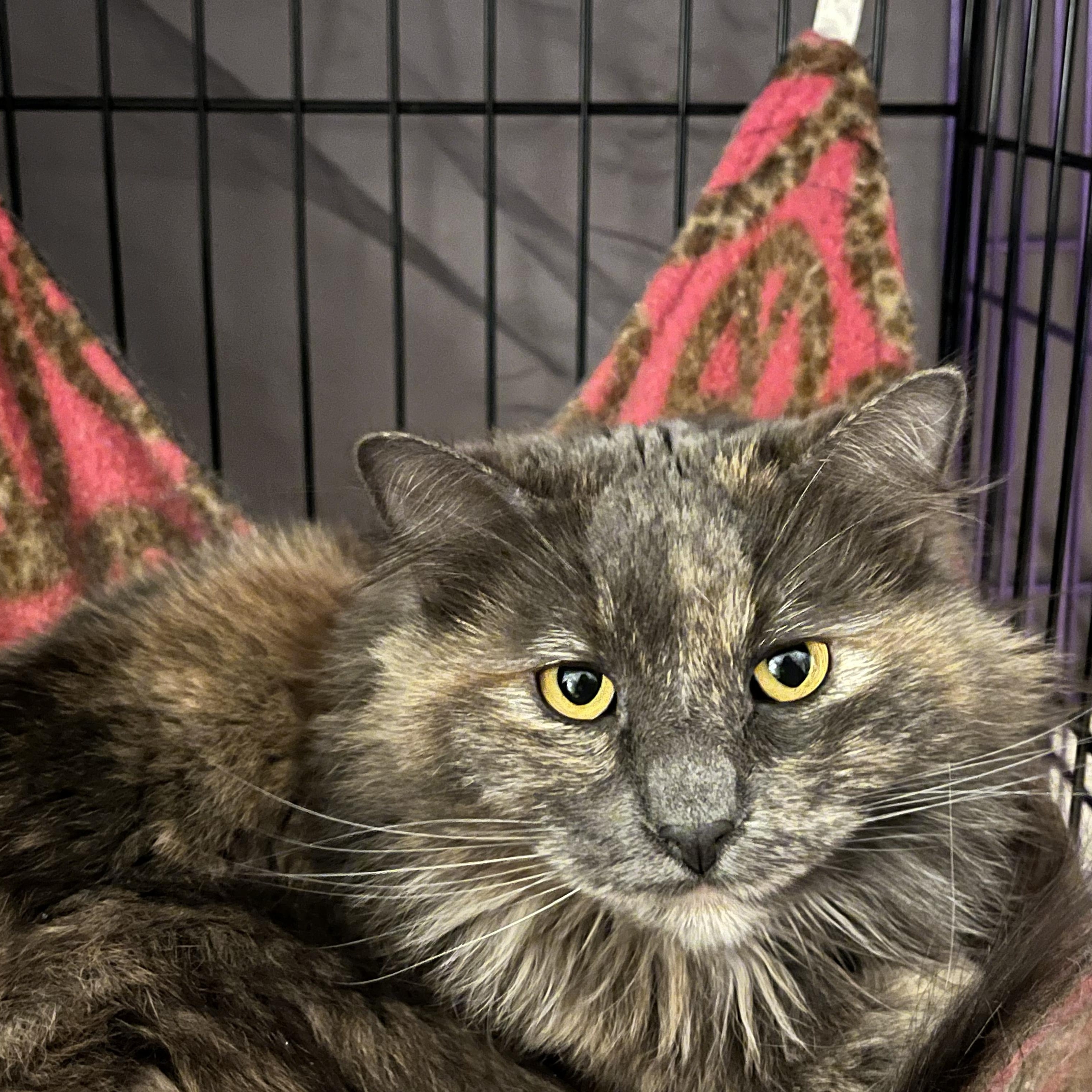 Peach, a Adoptable mixed breed in Springfield, OR image 3/4