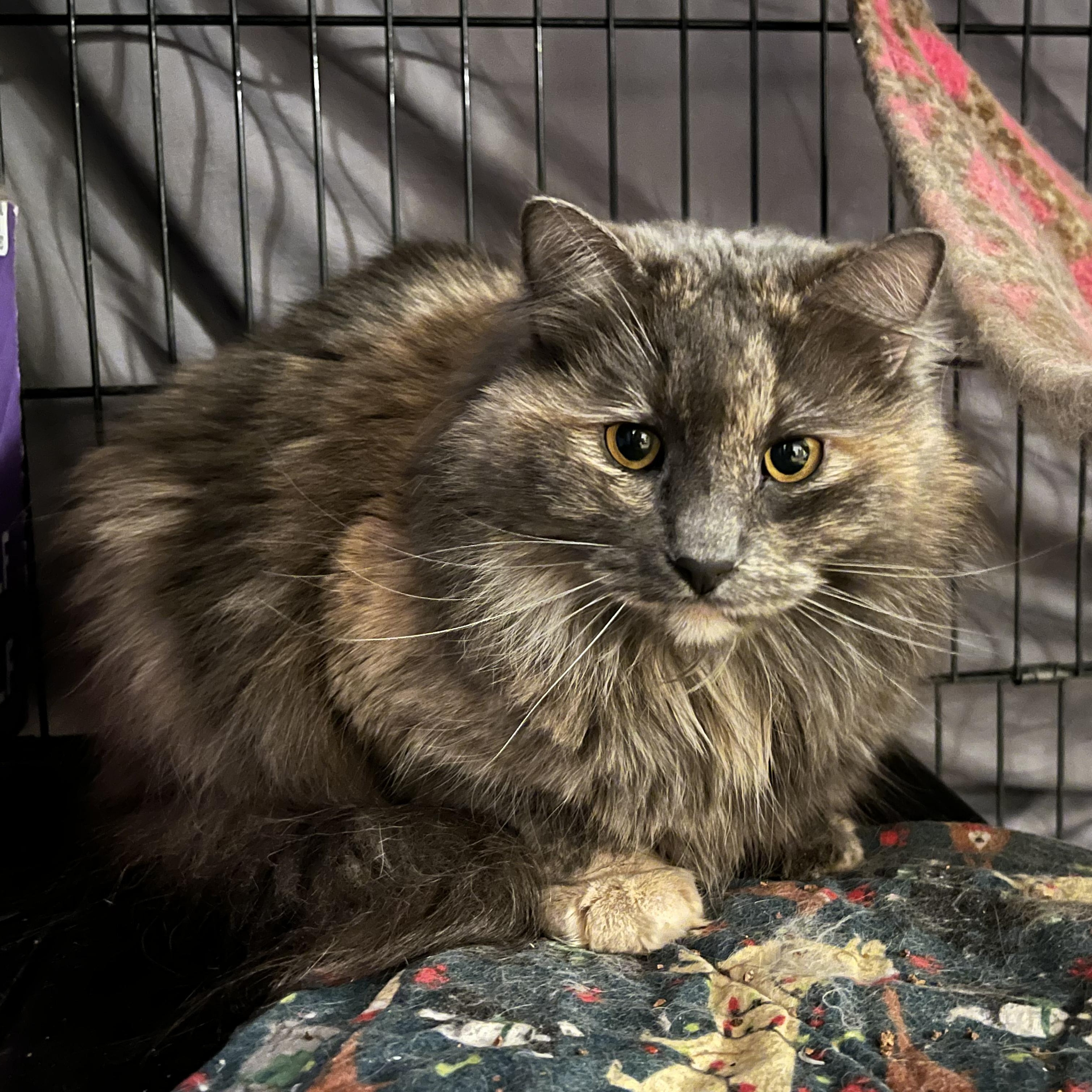 Peach, a Adoptable mixed breed in Springfield, OR image 4/4