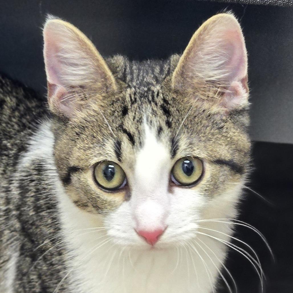 Fern, Adoptable, Young Male Domestic Short Hair.