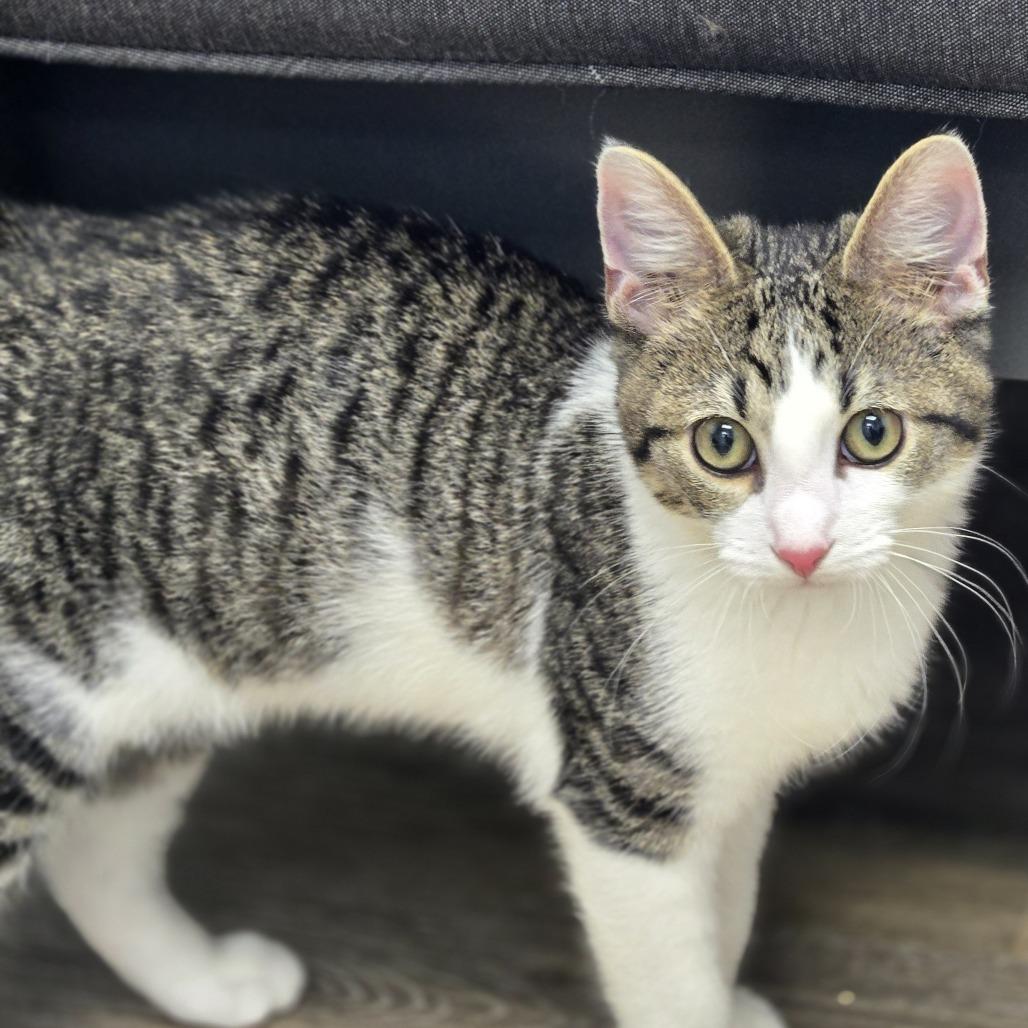 Enlarge Fern, a Adoptable Domestic Short Hair in Lexington, SC image 2/2