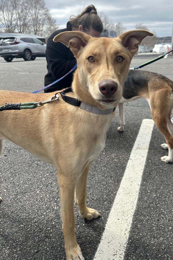 Enlarge Lucy, a Adoptable mixed breed in Louisa, VA image 1/4