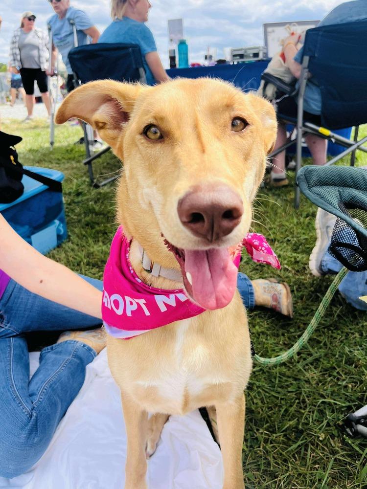 Enlarge Lucy, a Adoptable mixed breed in Louisa, VA image 2/4