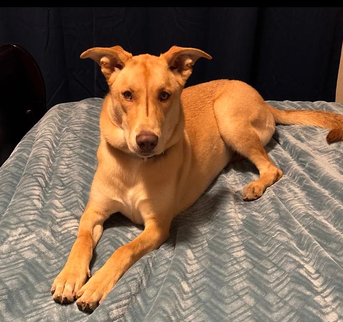 Enlarge Lucy, a Adoptable mixed breed in Louisa, VA image 3/4