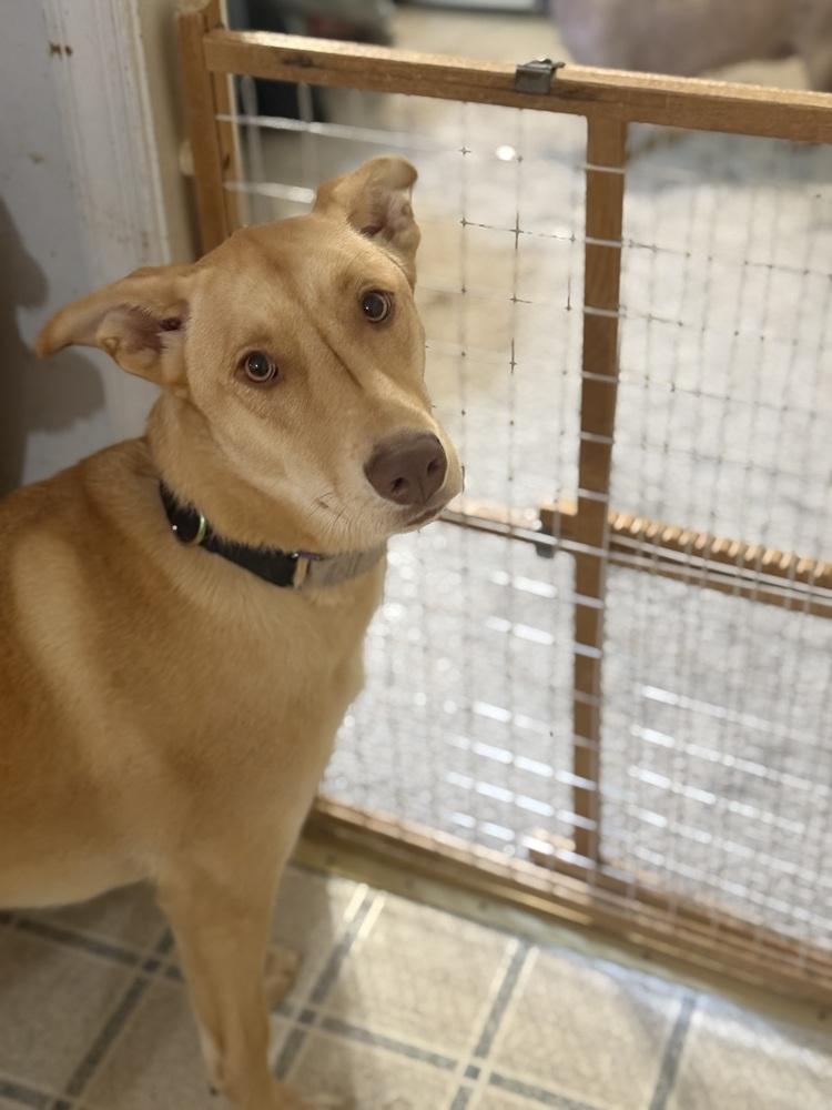 Enlarge Lucy, a Adoptable mixed breed in Louisa, VA image 4/4