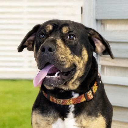 Bucky, a Adoptable mixed breed in Camano Island, WA image 2/3