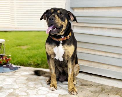 Bucky, a Adoptable mixed breed in Camano Island, WA image 3/3