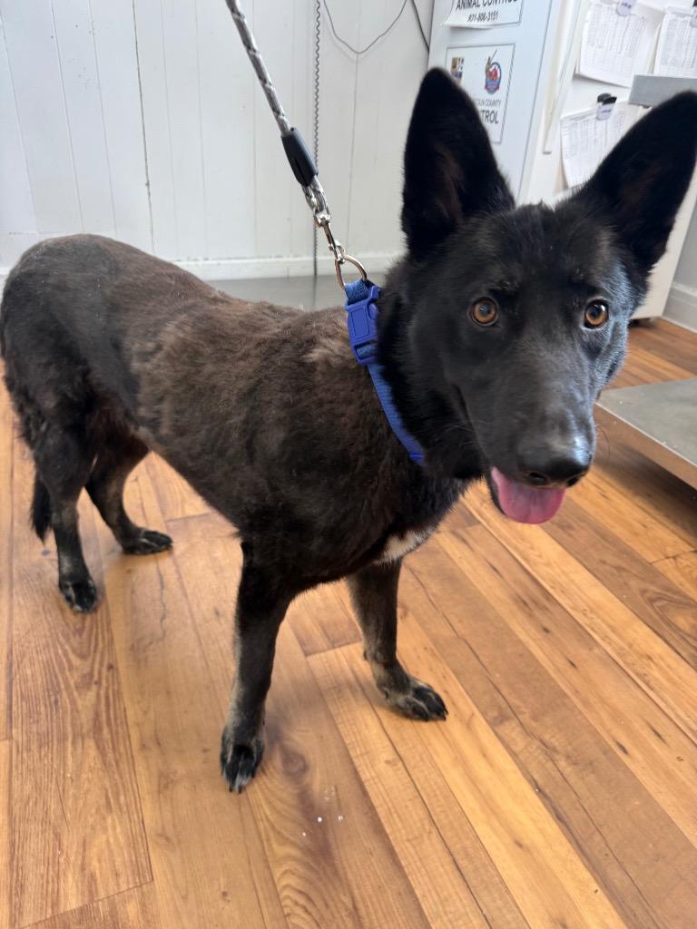 Salem, Adoptable, Adult Female German Shepherd Dog & Mixed Breed.
