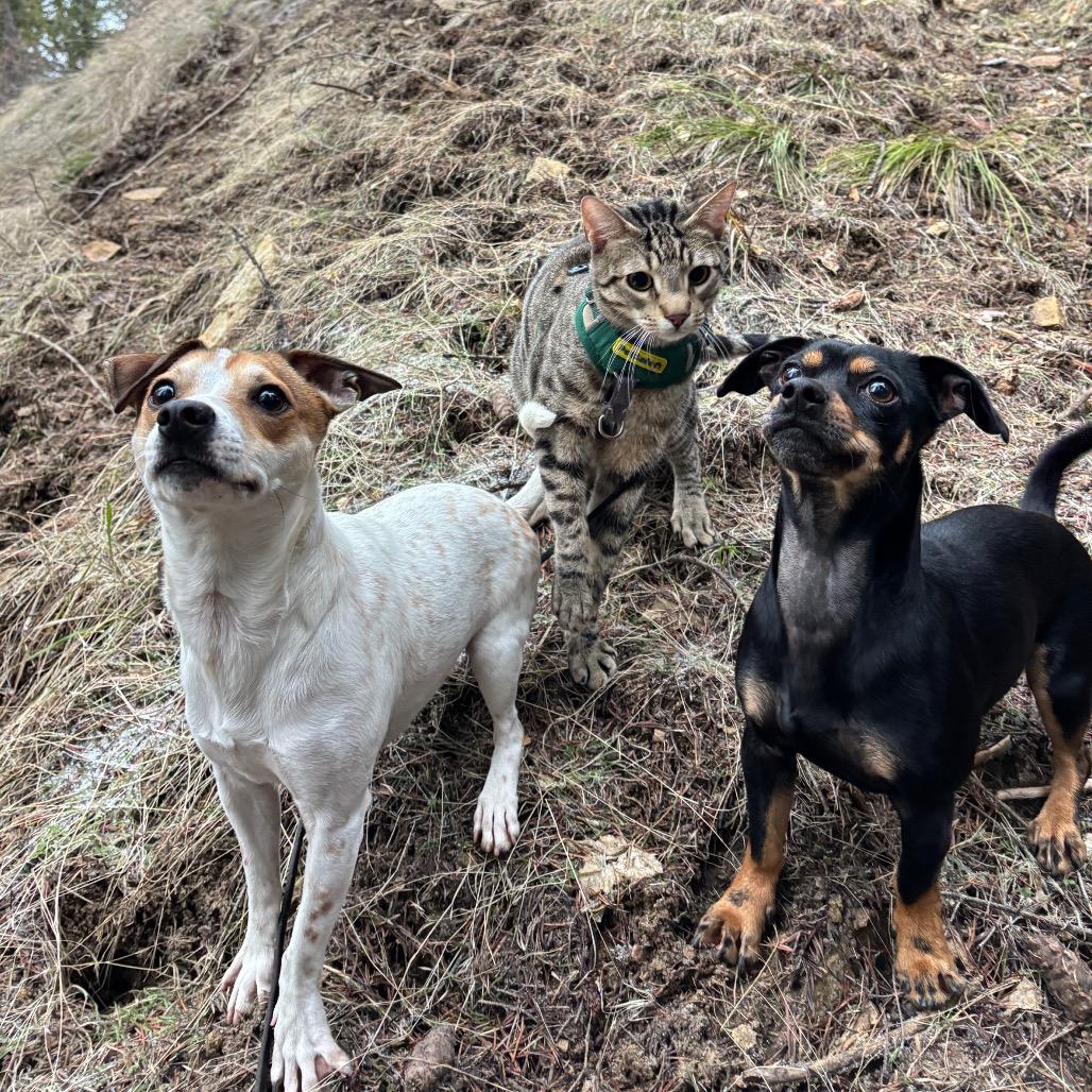 Fia, Adoptable, Adult Male Jack Russell Terrier.