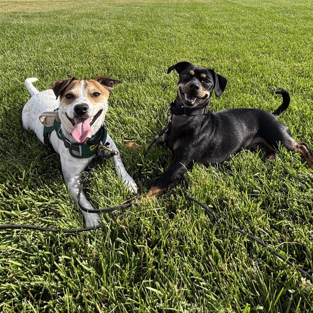 Fia, a Adoptable Jack Russell Terrier in Cashmere, WA image 2/6