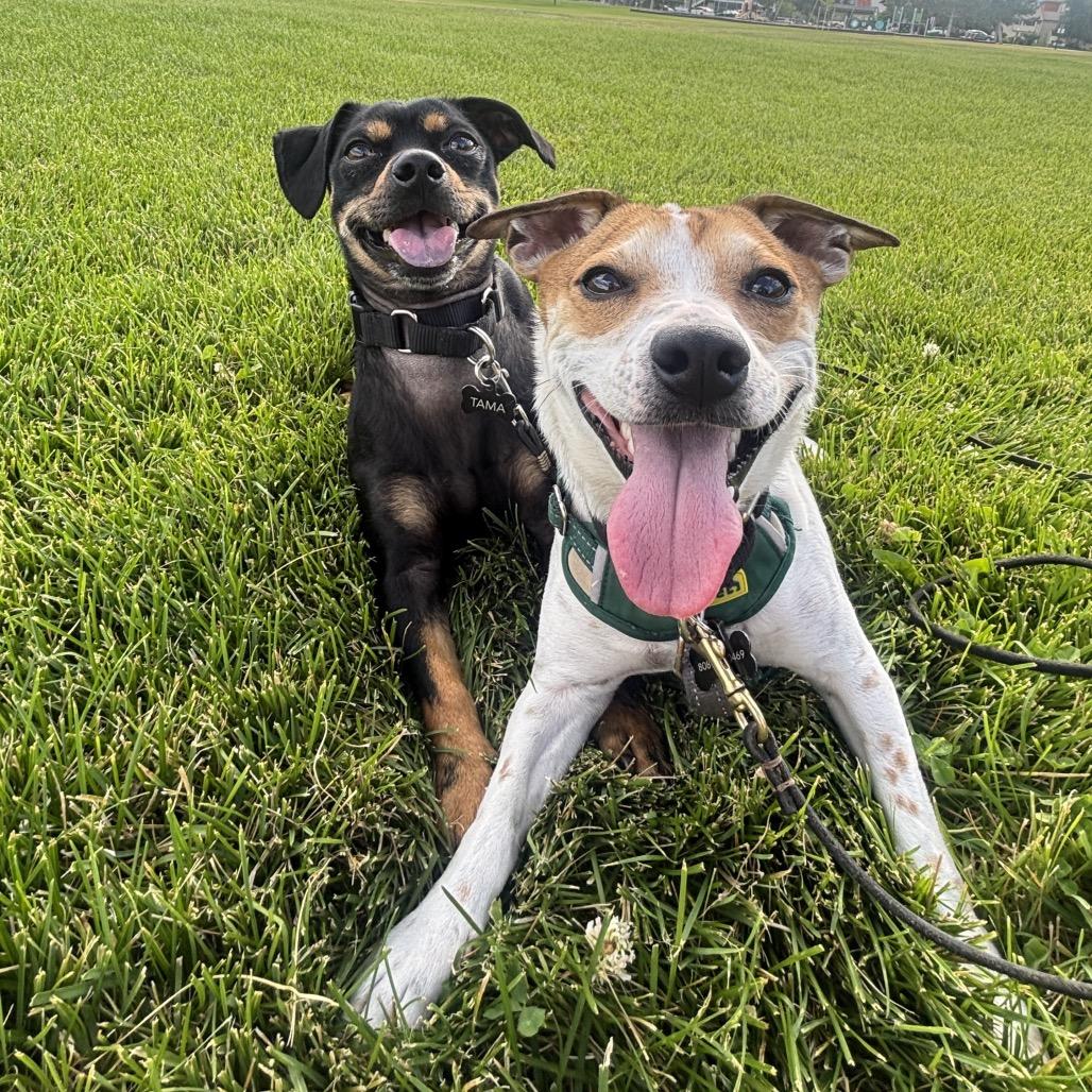 Fia, a Adoptable Jack Russell Terrier in Cashmere, WA image 3/6
