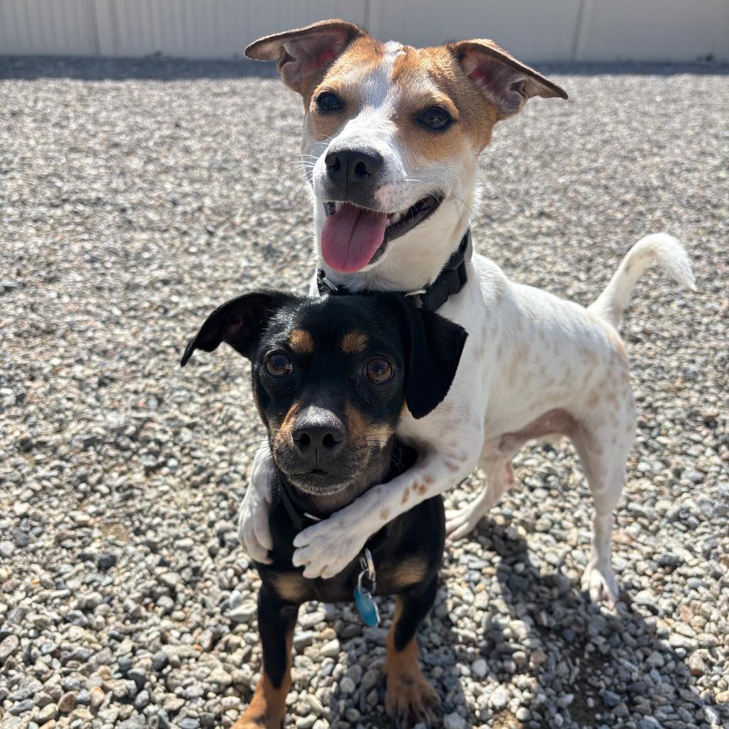 Fia, a Adoptable Jack Russell Terrier in Cashmere, WA image 5/6