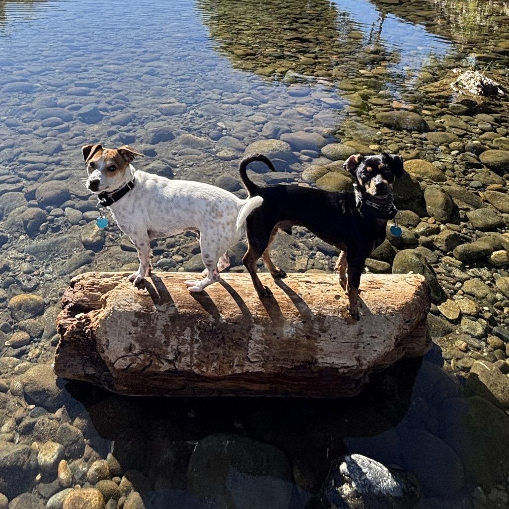 Fia, a Adoptable Jack Russell Terrier in Cashmere, WA image 6/6