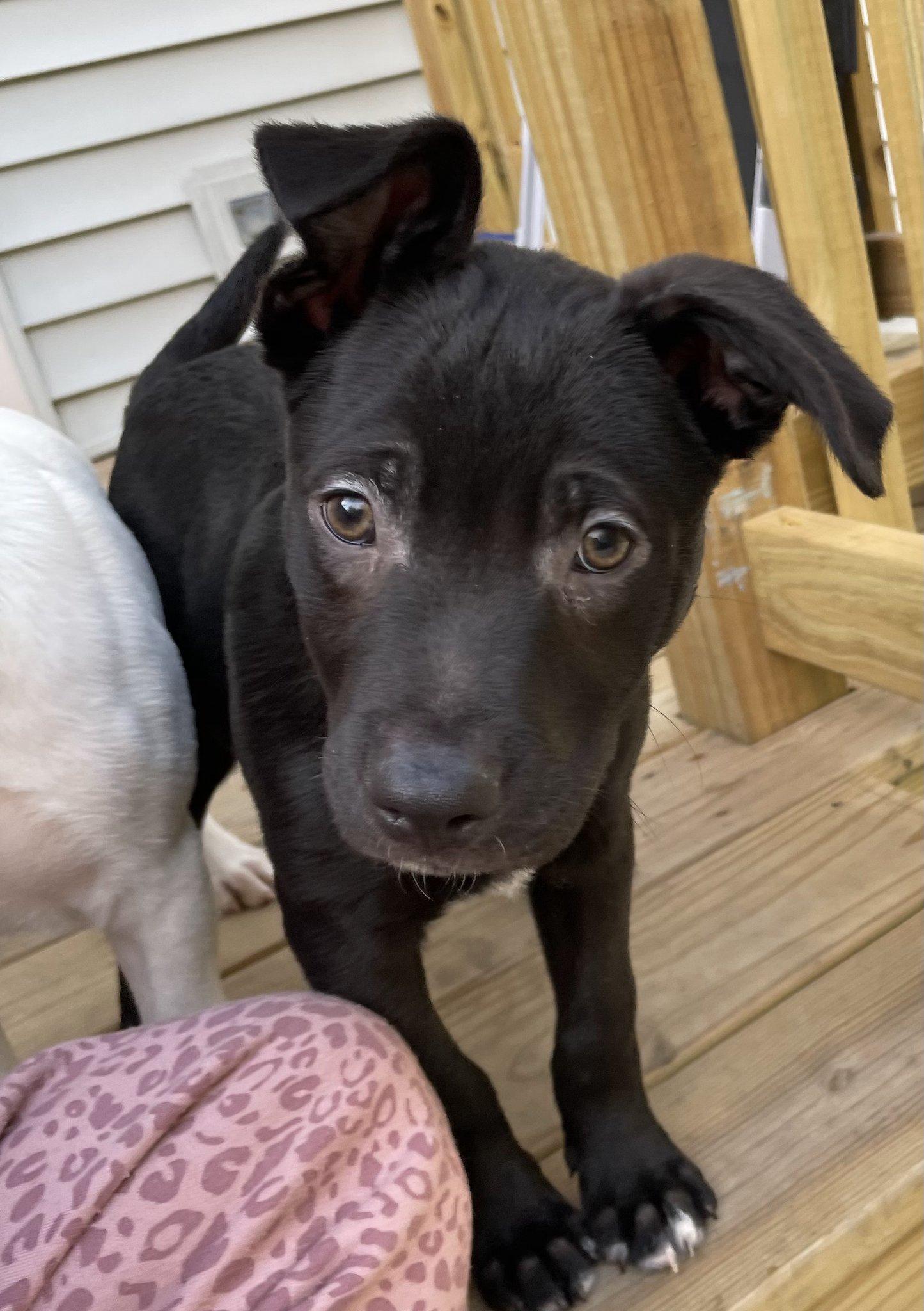 Oogie, a Adoptable mixed breed image 2/2