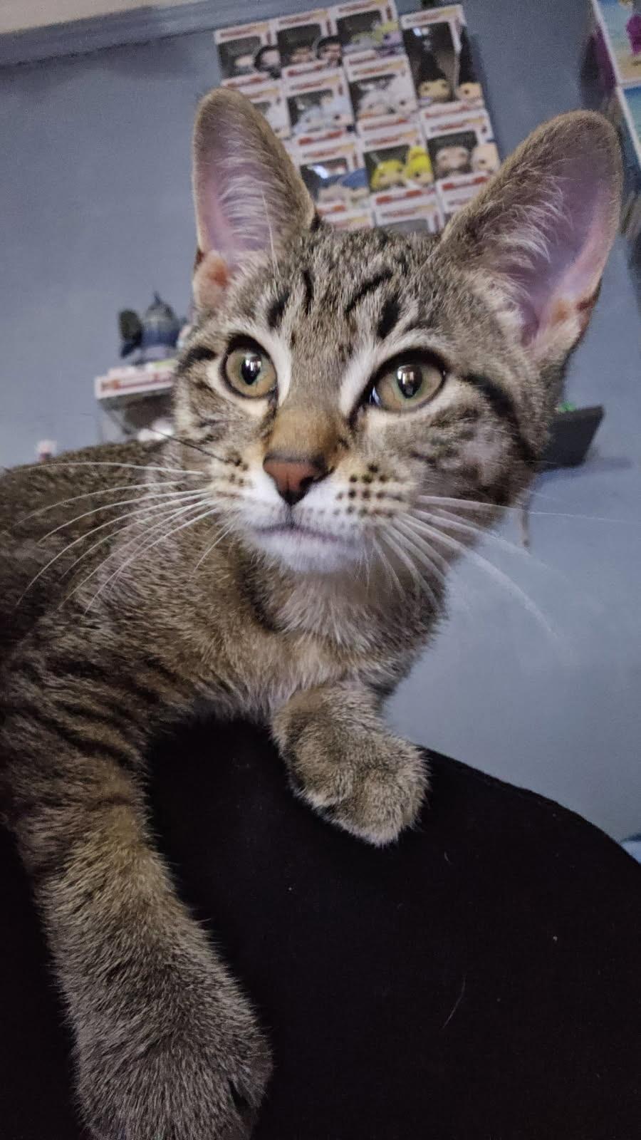 Poppy, a Adopted mixed breed in West Milwaukee, WI image 1/4