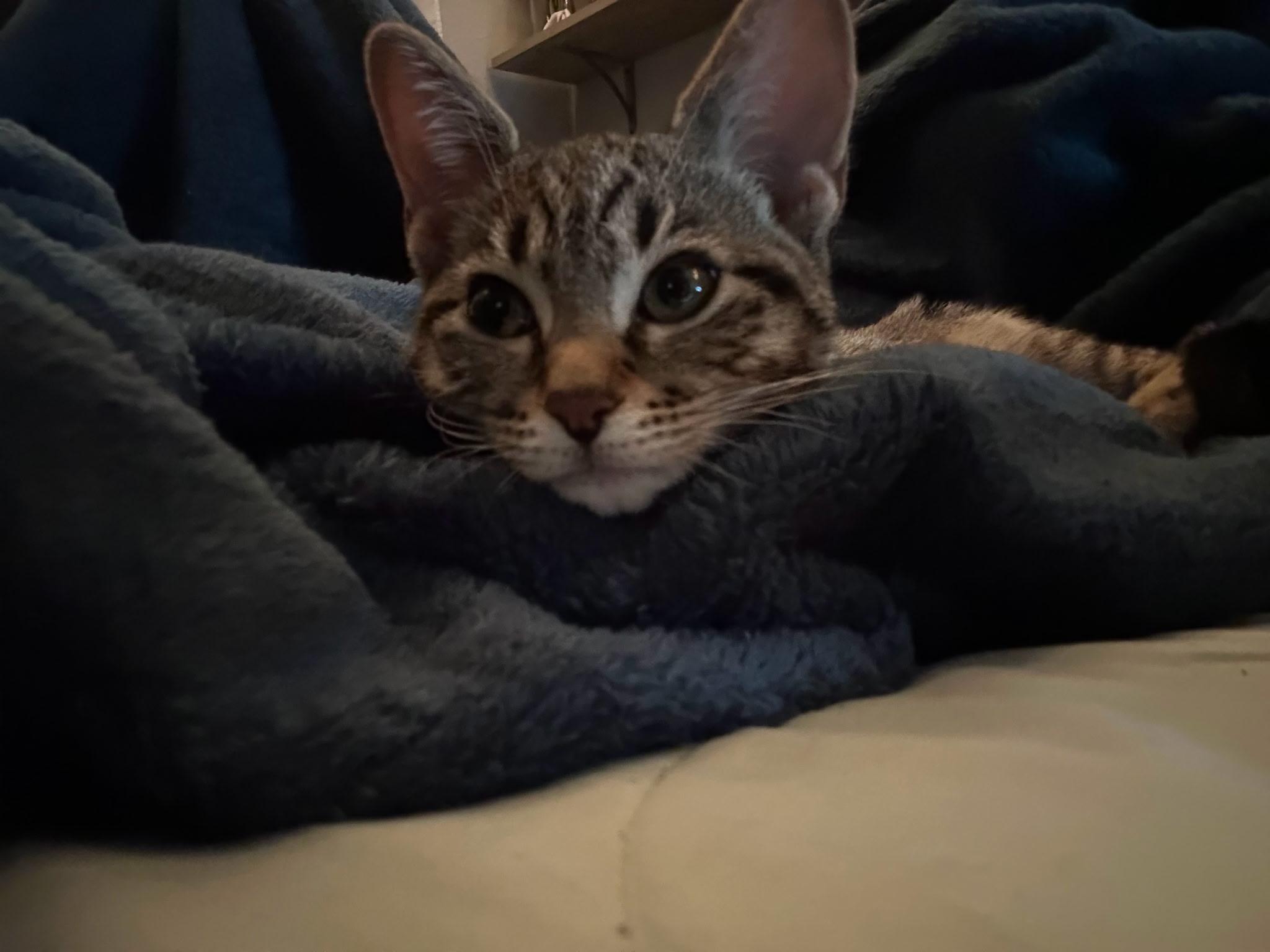 Poppy, Adopted, Kitten Female Tabby & Domestic Short Hair.