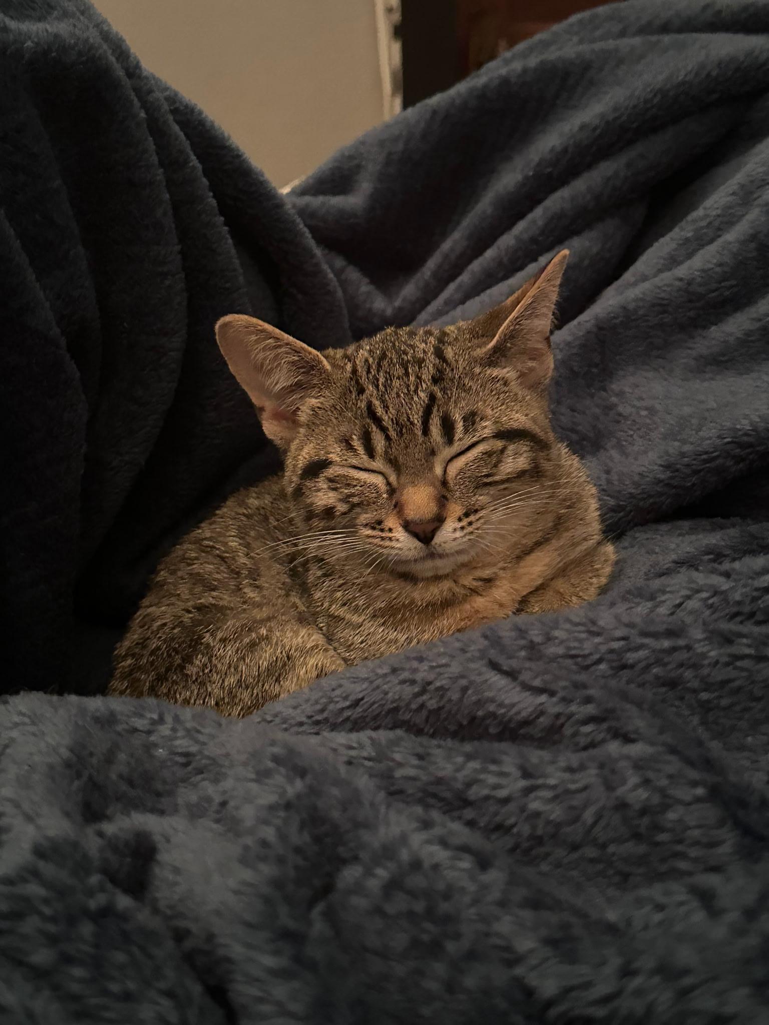 Poppy, a Adopted mixed breed in West Milwaukee, WI image 3/4