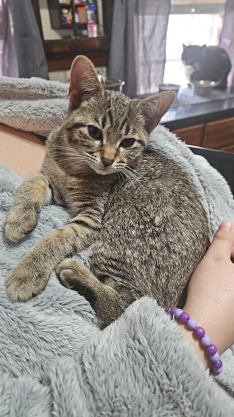 Poppy, a Adopted mixed breed in West Milwaukee, WI image 4/4