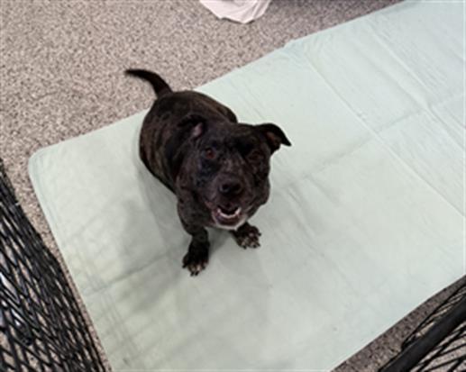 Enlarge ELLIE, a Adoptable mixed breed in Redlands, CA image 1/1