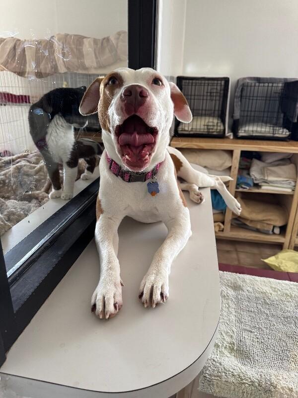 MEREDITH (HUNNIE) GREY, a Adoptable mixed breed in lawton, OK image 2/6