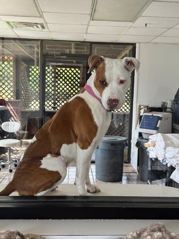 MEREDITH (HUNNIE) GREY, a Adoptable mixed breed in lawton, OK image 3/6