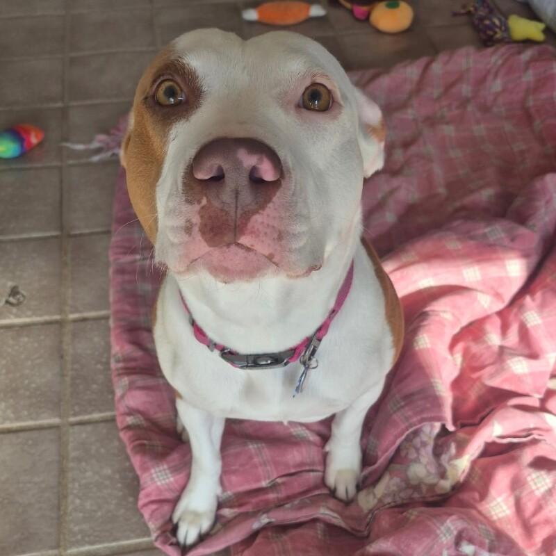 MEREDITH (HUNNIE) GREY, a Adoptable mixed breed in lawton, OK image 4/6