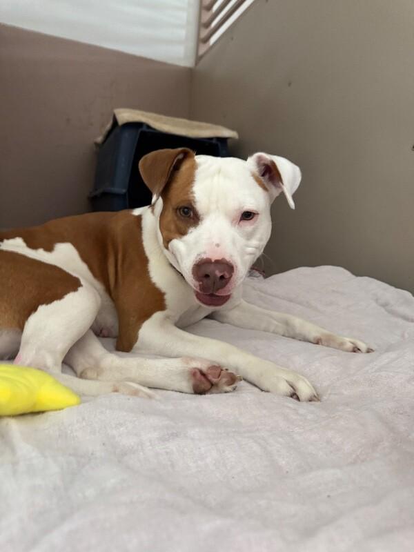 MEREDITH (HUNNIE) GREY, a Adoptable mixed breed in lawton, OK image 5/6