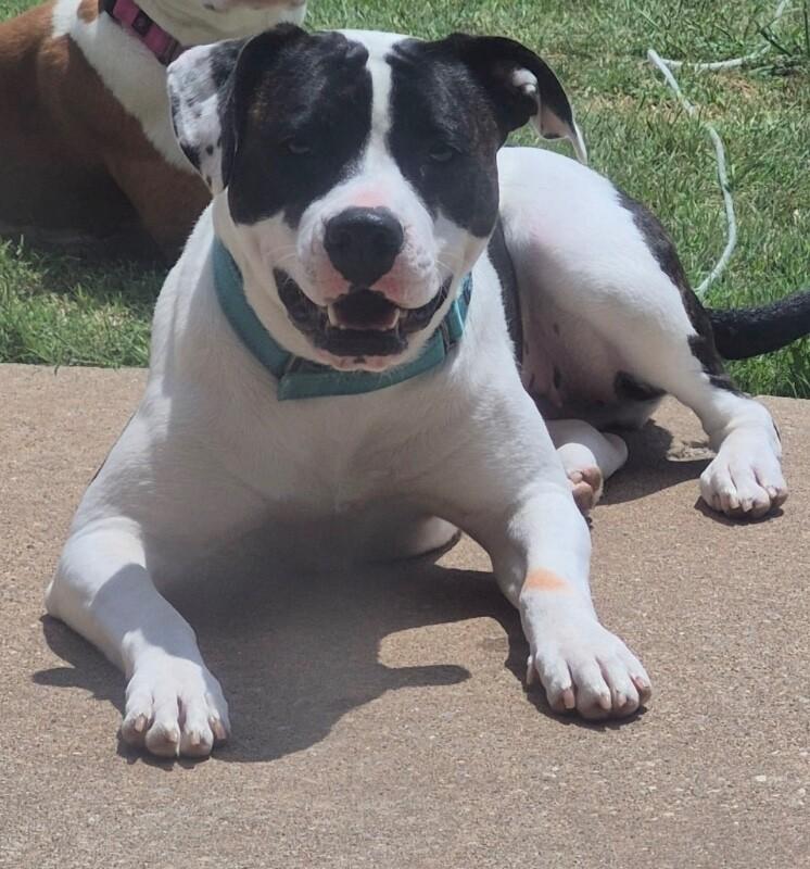 MEREDITH (HUNNIE) GREY, a Adoptable mixed breed in lawton, OK image 2/2