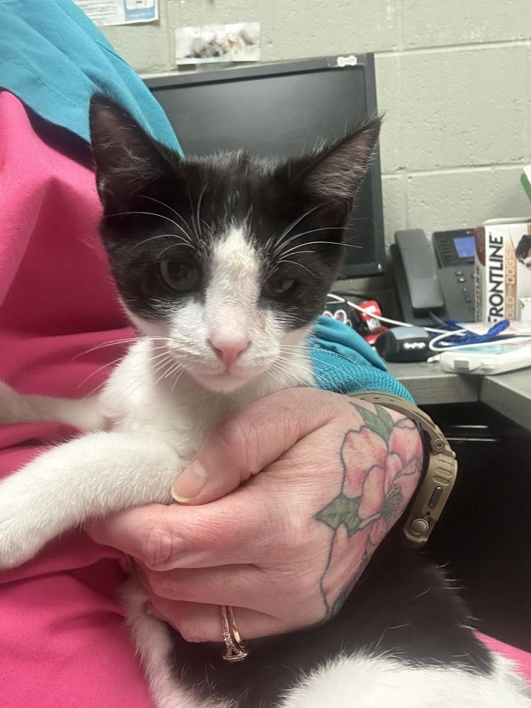 Enlarge Cyrus, a Adoptable Domestic Short Hair in Albany, WI image 1/1