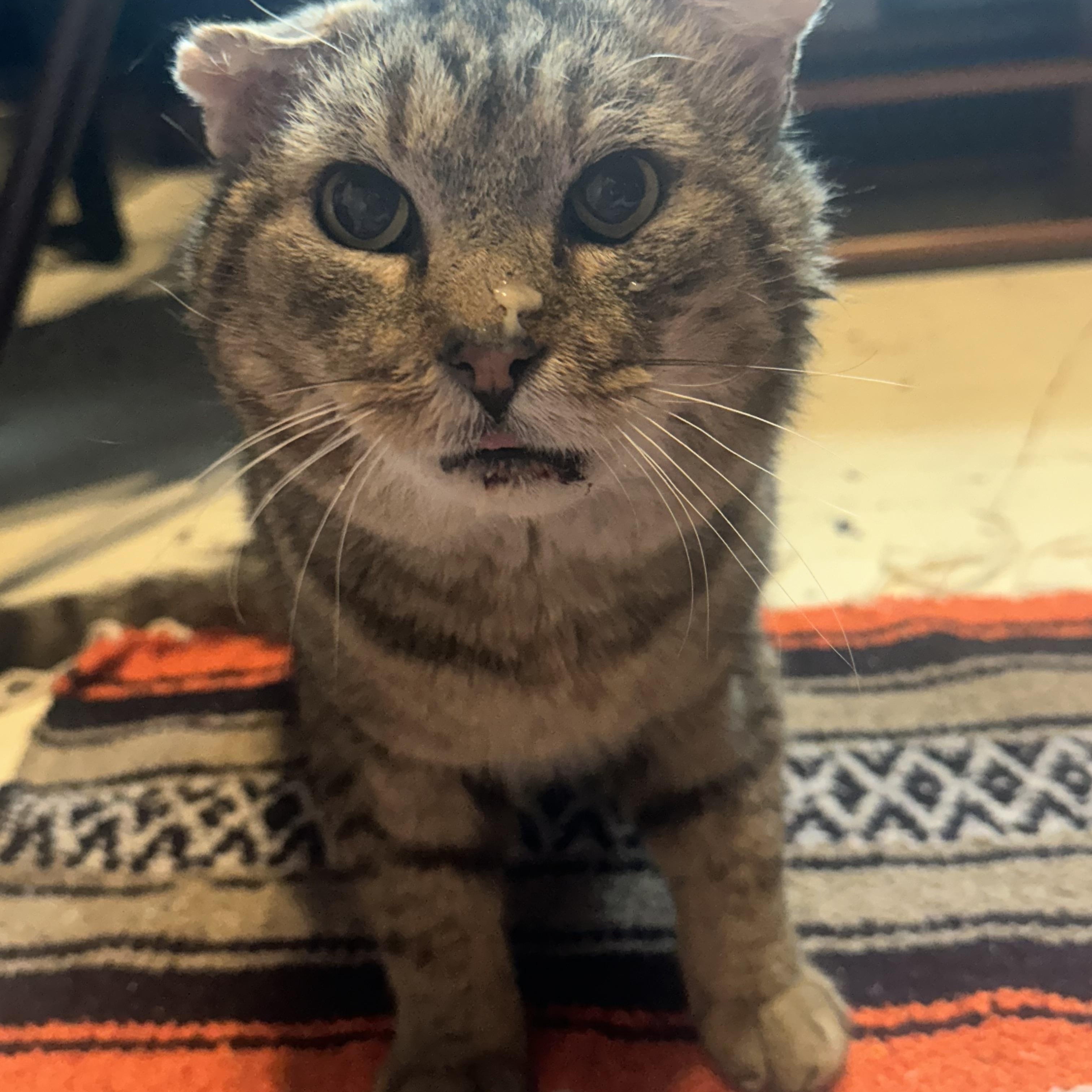 Bishop, ADOPTABLE, Senior Male Domestic Short Hair.