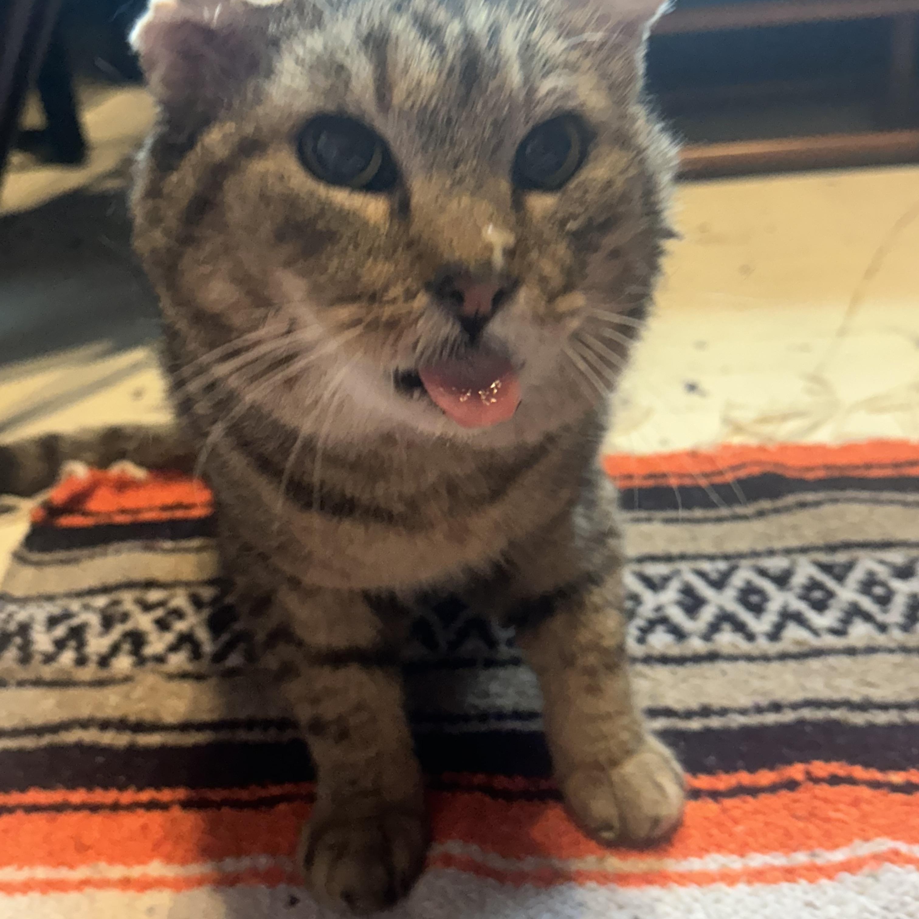 Bishop, a ADOPTABLE Domestic Short Hair in Hartville, OH image 3/4