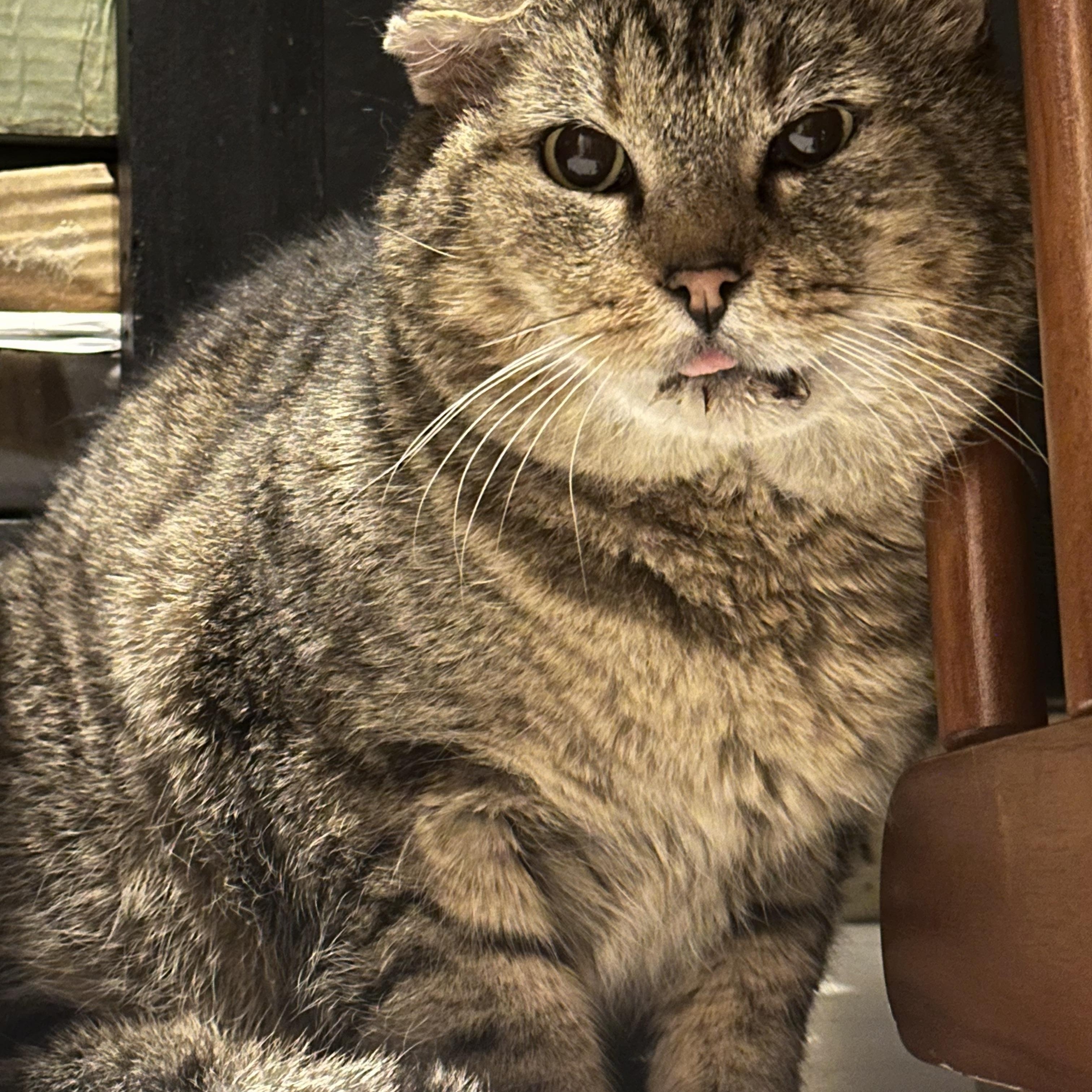 Bishop, a ADOPTABLE Domestic Short Hair in Hartville, OH image 4/4