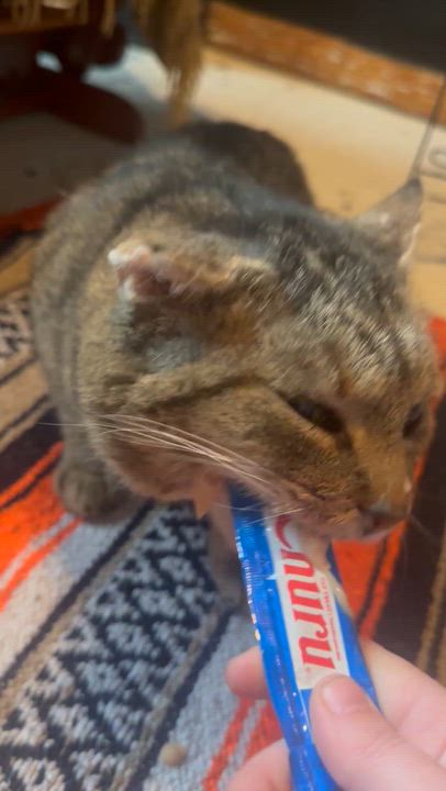 Enlarge Bishop, a ADOPTABLE Domestic Short Hair in Hartville, OH video 1/4