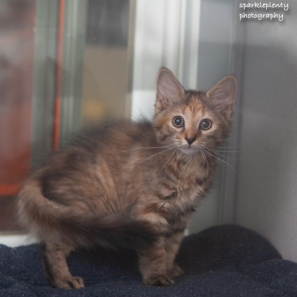 Mary Ann, an adopted Domestic Short Hair in Ridgefield, CT image 3/4