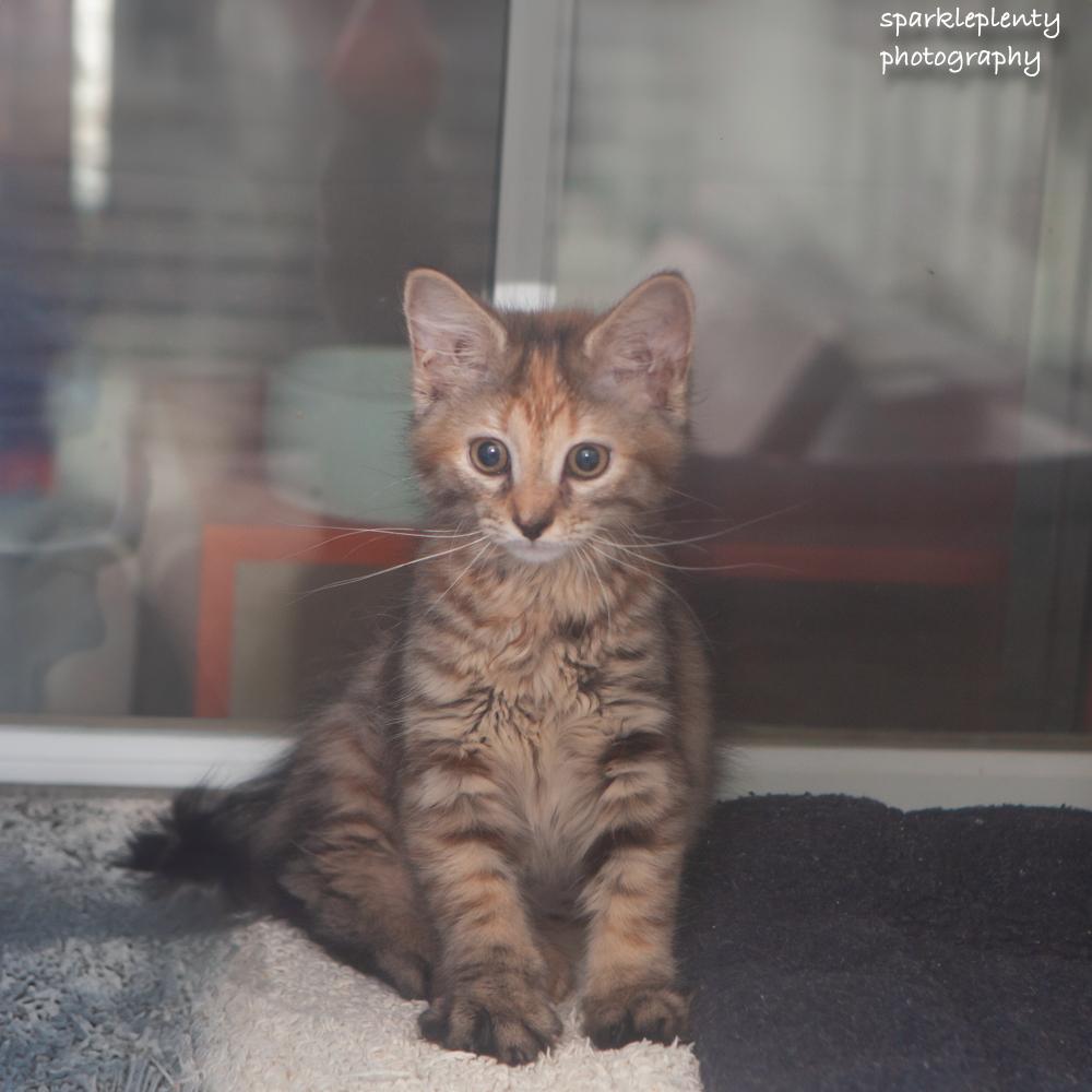 Mary Ann, an adopted Domestic Short Hair in Ridgefield, CT image 2/4