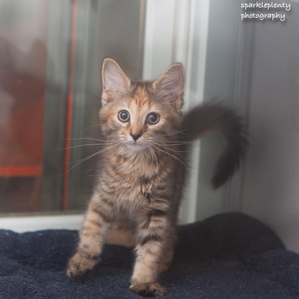 Mary Ann, an adopted Domestic Short Hair in Ridgefield, CT image 1/4