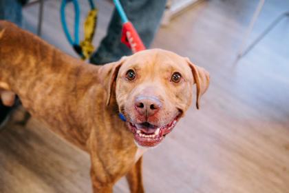 Fire Cracker — thumbnail 2