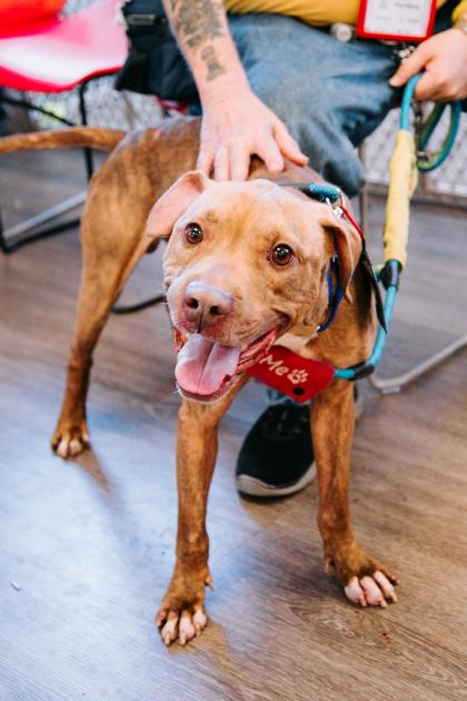 Fire Cracker — thumbnail 3