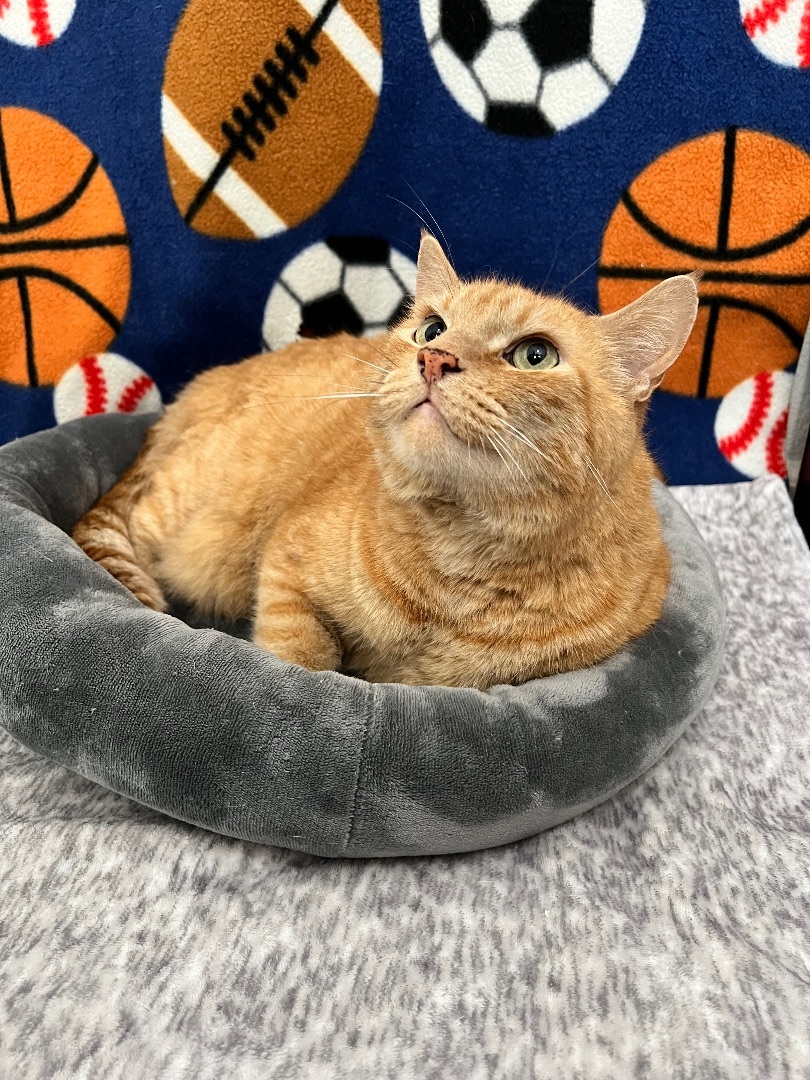 Thomas O’Malley, Adopted, Adult Male Domestic Short Hair.