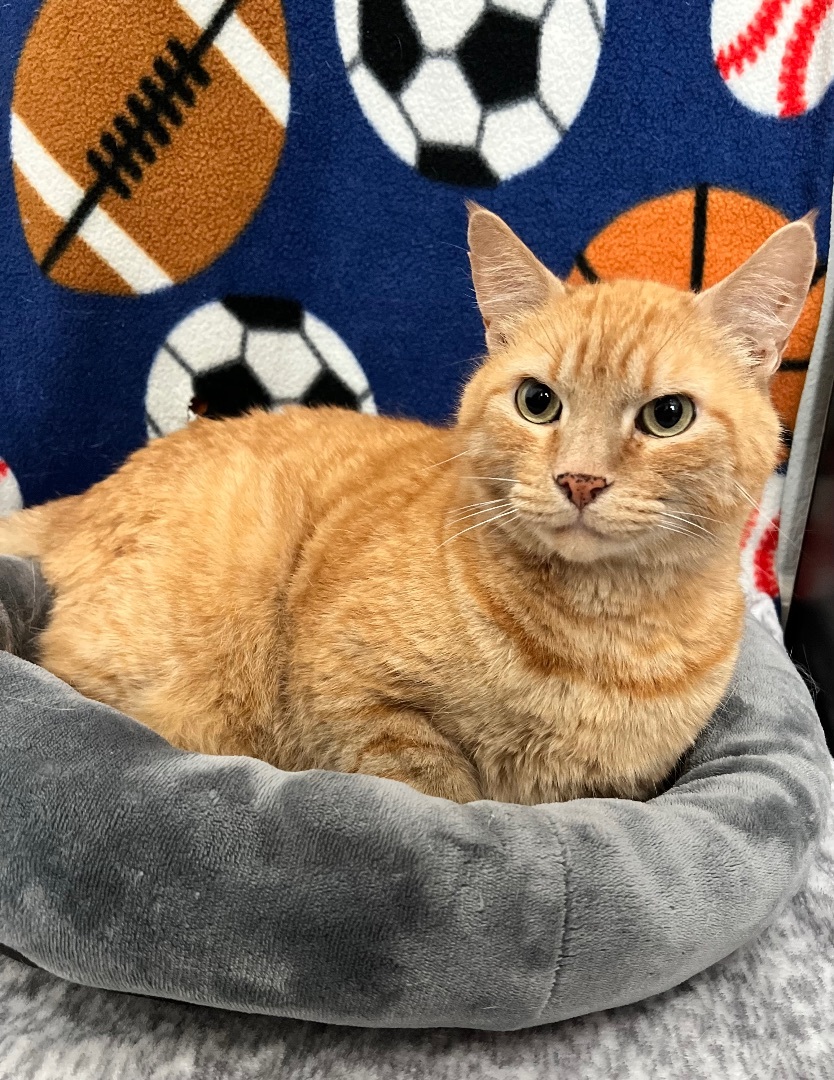 Enlarge Thomas O’Malley, a Adopted mixed breed in Discovery Bay, CA image 2/3