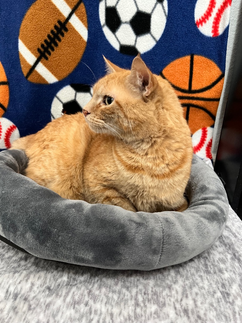 Enlarge Thomas O’Malley, a Adopted mixed breed in Discovery Bay, CA image 3/3