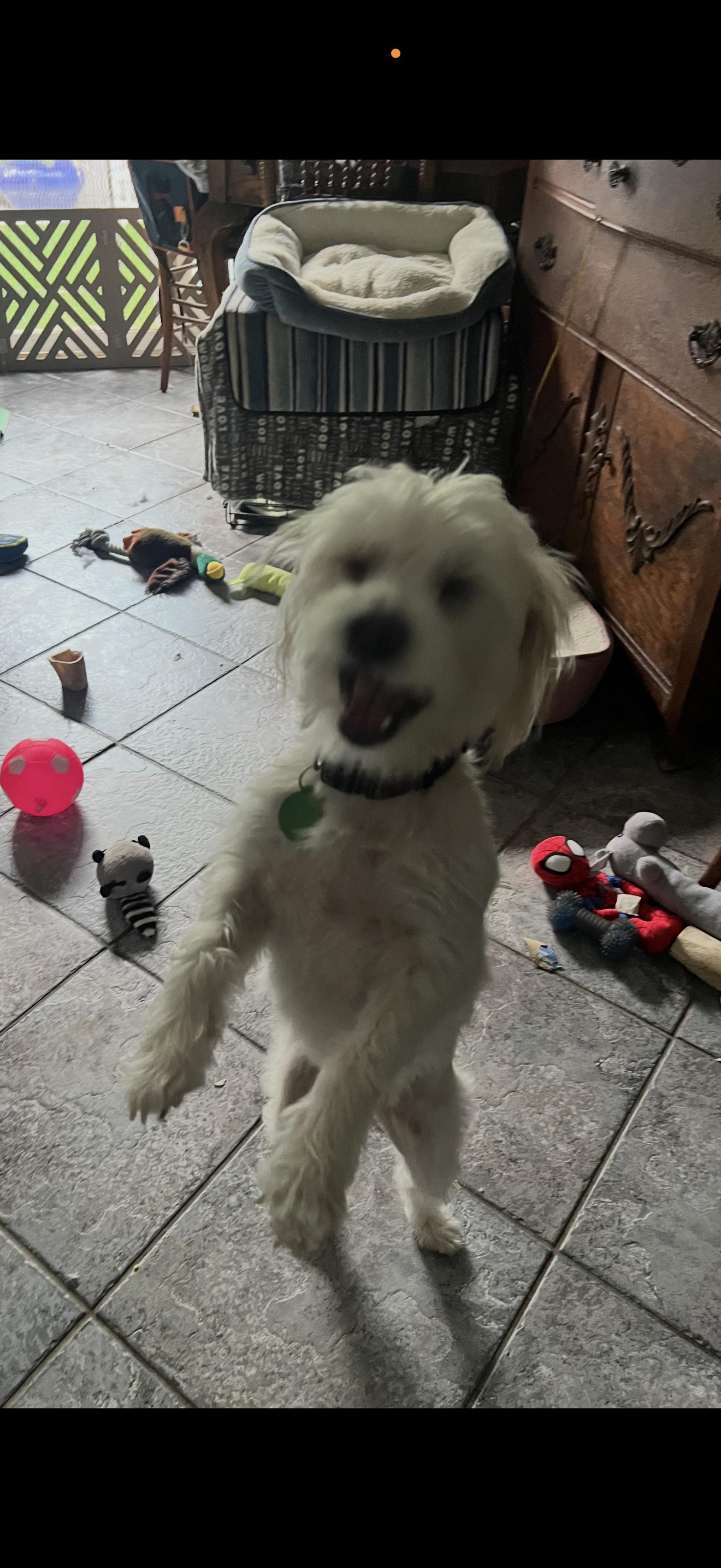 Bailey - The Precious One, an adoptable Maltipoo in Anaheim, CA image 2/2