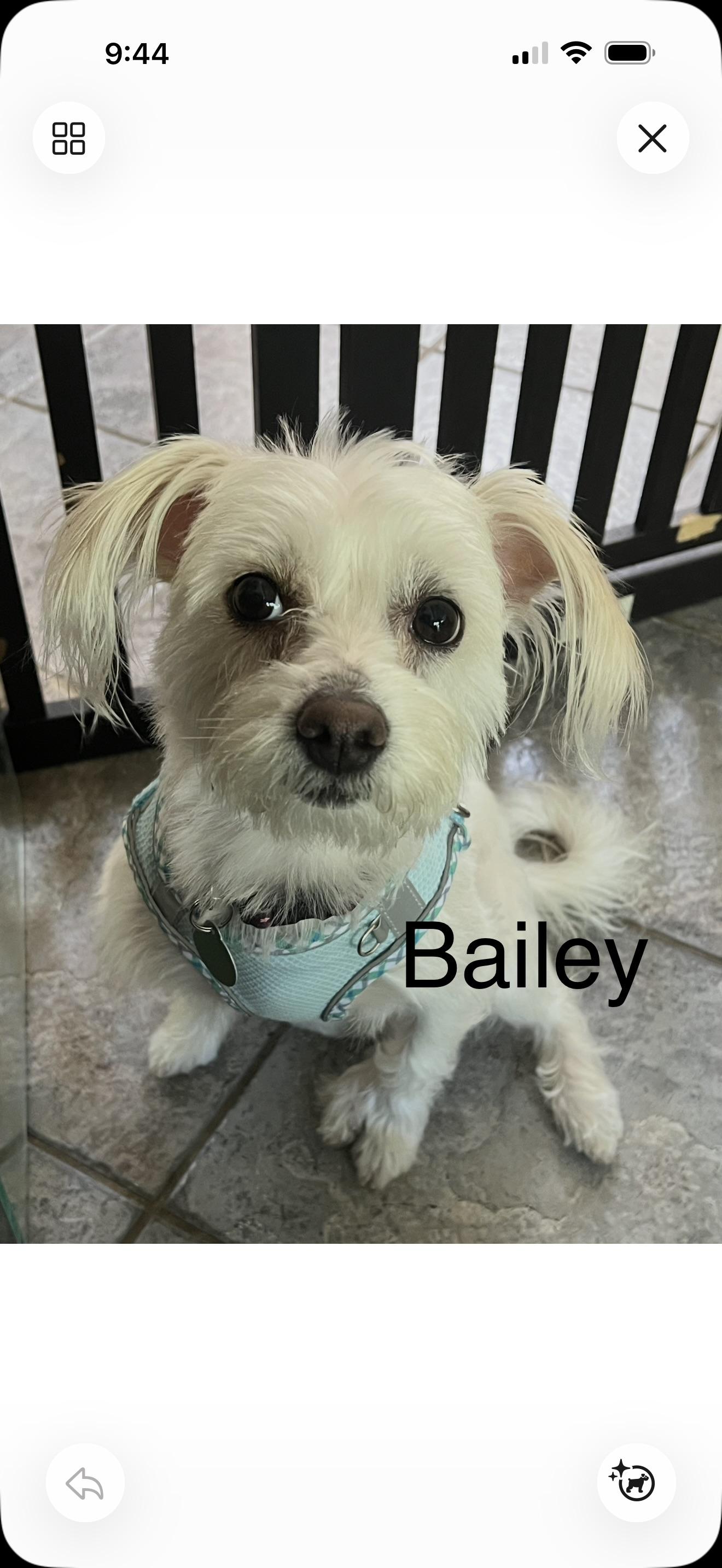 Bailey - The Precious One, adoptable, Adult Female Maltipoo.