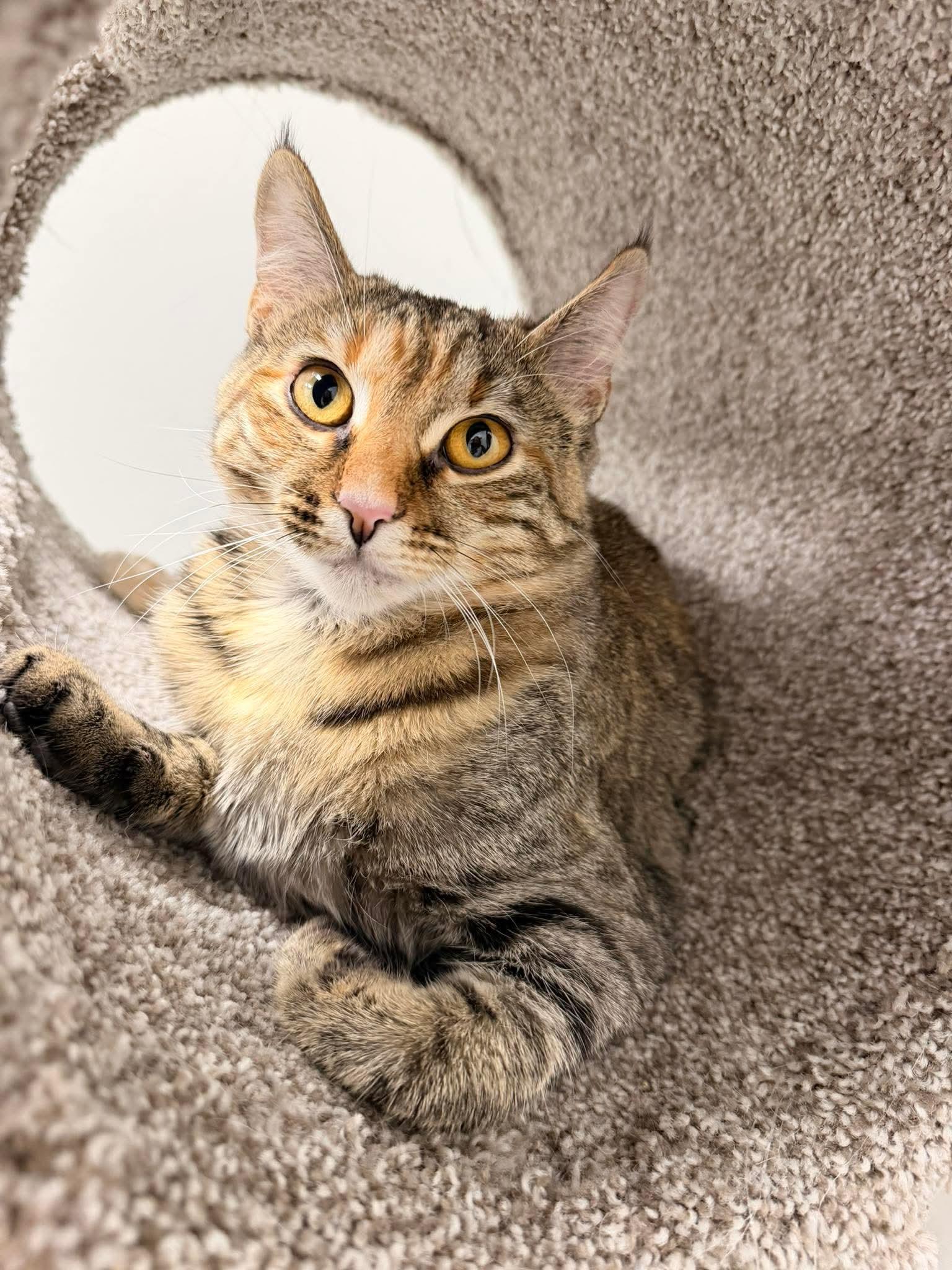 Enlarge Lucy, a ADOPTABLE Domestic Short Hair in Murfreesboro, TN image 1/1
