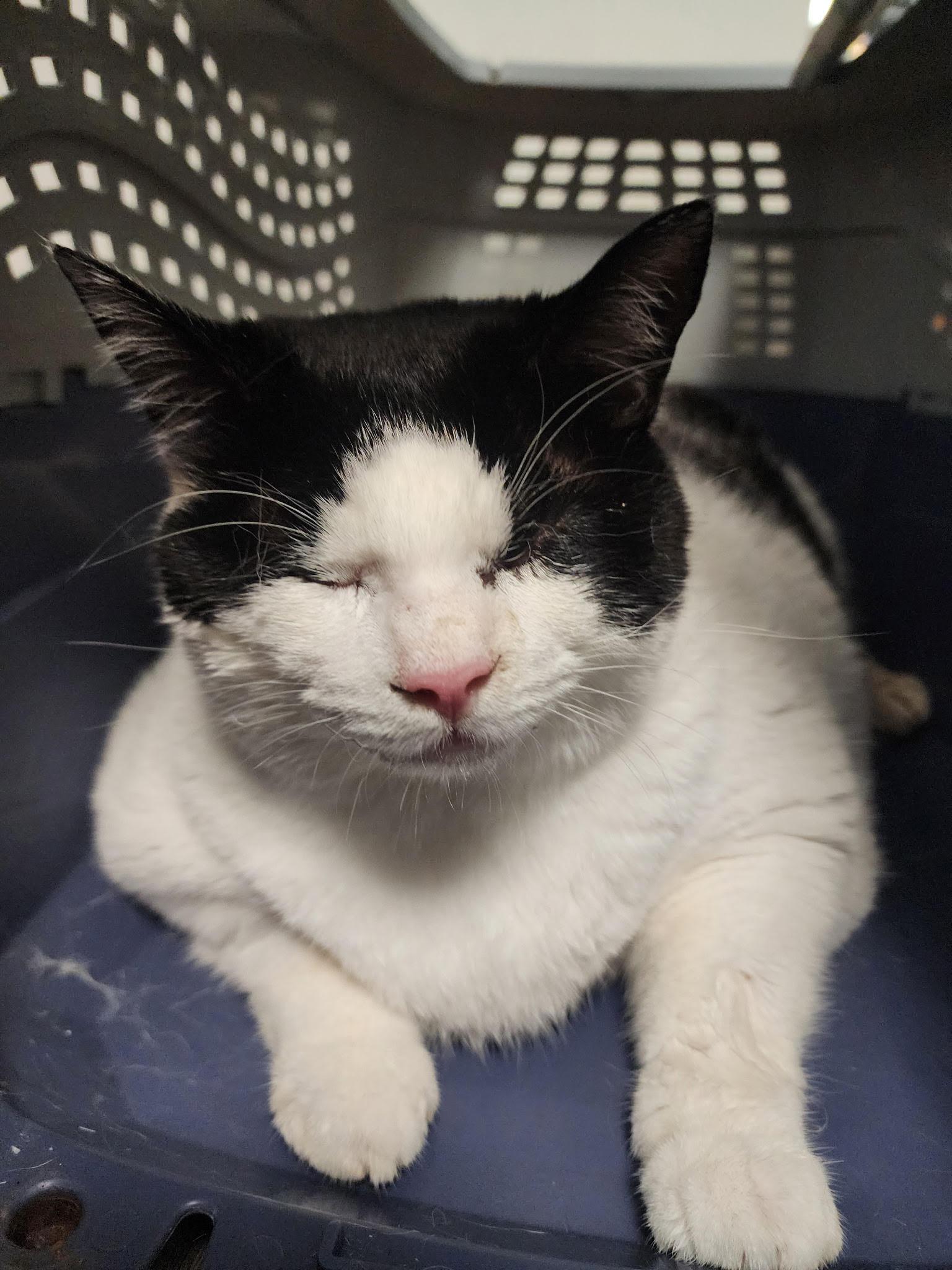 Tokyo 12.17.24, Adoptable, Adult Female Domestic Short Hair.