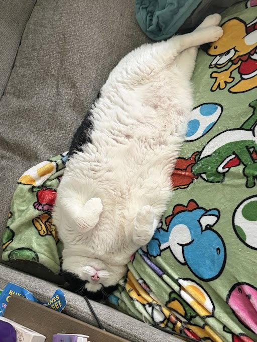 Tokyo 12.17.24, a Adoptable Domestic Short Hair in Apopka, FL image 2/2