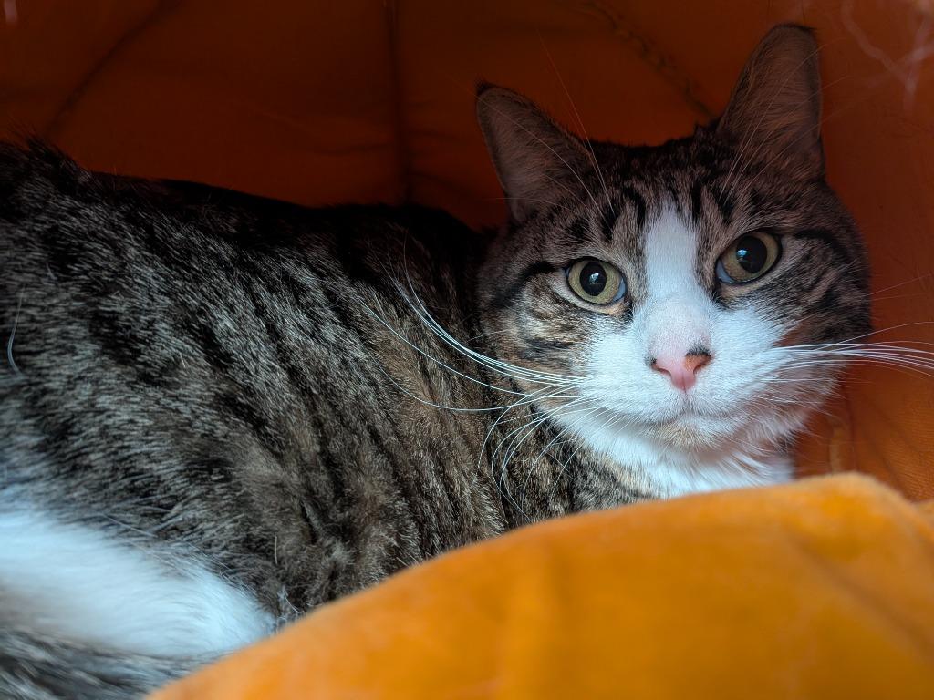 Simba, Adoptable, Adult Male Domestic Short Hair.