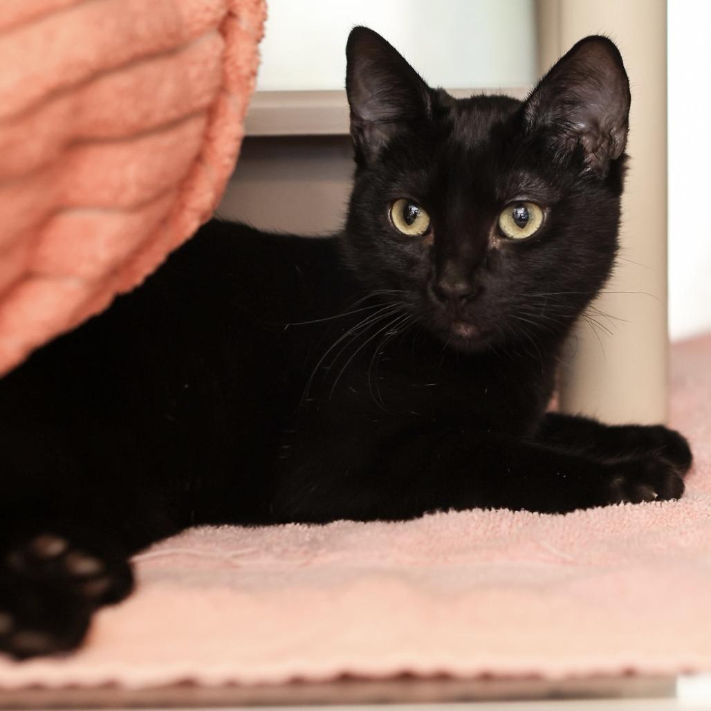 Enlarge Onyx, a Adoptable Domestic Short Hair in Los Angeles, CA image 1/4