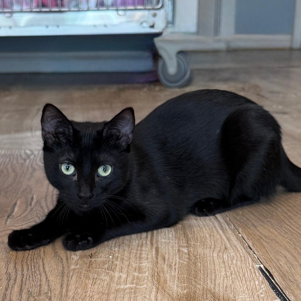 Enlarge Onyx, a Adoptable Domestic Short Hair in Los Angeles, CA image 2/4