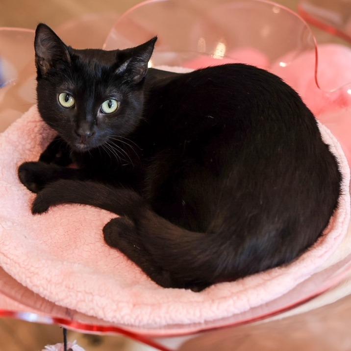Enlarge Onyx, a Adoptable Domestic Short Hair in Los Angeles, CA image 3/4