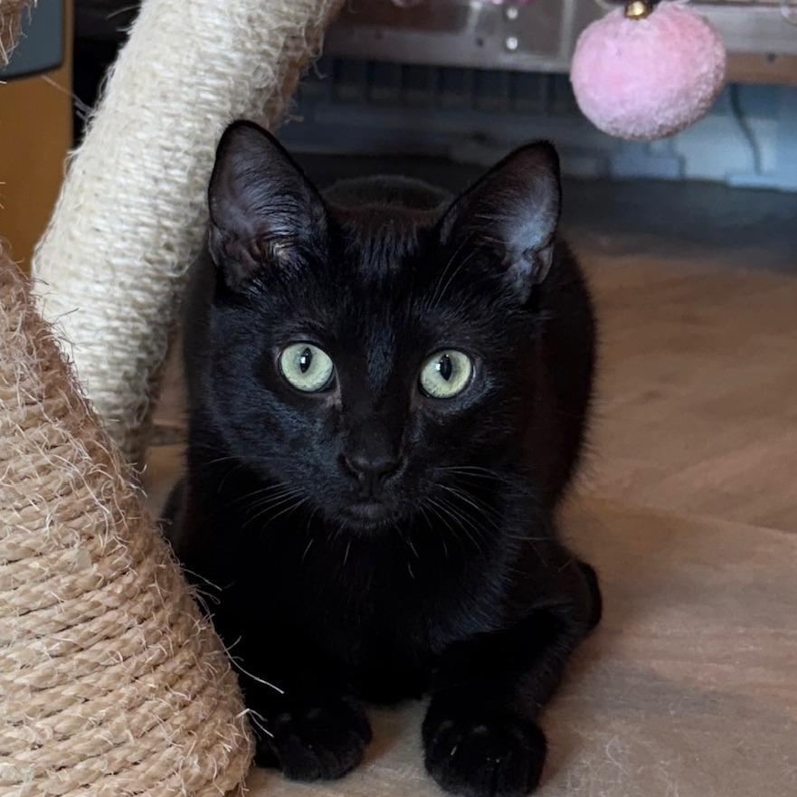 Enlarge Onyx, a Adoptable Domestic Short Hair in Los Angeles, CA image 4/4